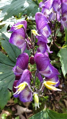 トリカブトの花