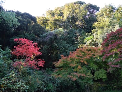 金沢自然公園の紅葉 ： 森の魅力あふれる自然公園を満喫！