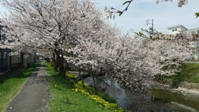 自宅近くの桜は、満開でした