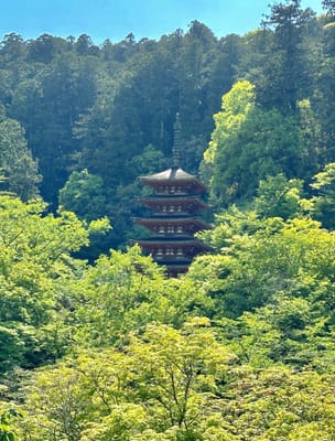 新緑に埋まる長谷寺五重塔