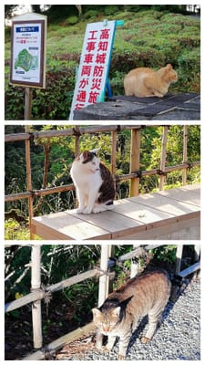 「猫に遭遇」　早朝散歩 高知城  (２つの秘境と5つの絶景 四国冒険旅行ツアー２日目)     2023年7月7日