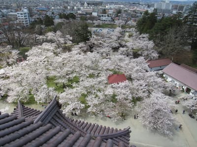 鶴ケ城本丸の桜を見降ろす