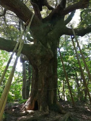 金沢城の歴史を知る本丸跡のスダジイの大木