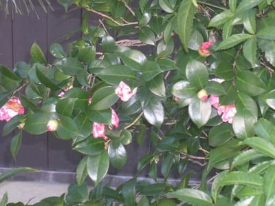 りき丸城　じっちゃんの椿　昨年～の開花最盛期　13cm越えも複数になってます