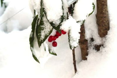 雪の中の赤い花