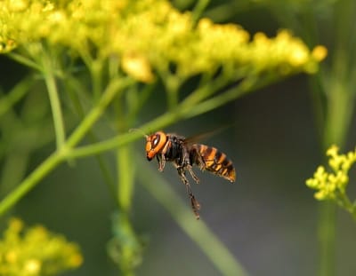 蜂ハンターのスズメバチ(種類不明)