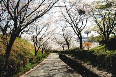 フォト桜旅日記『　菊池公園の桜　』ｘｙｗ２６０４