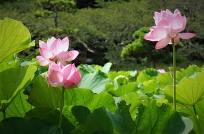 横浜 "三溪園の シンボル三重塔" と『 蓮の花 』散策