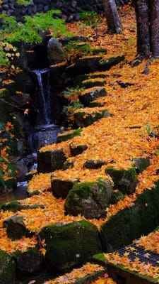 ほぼ京都！秋の高山｢日枝神社｣