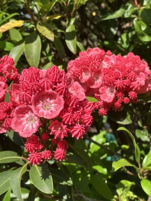 蕾が真っ赤なカルミアの花の色