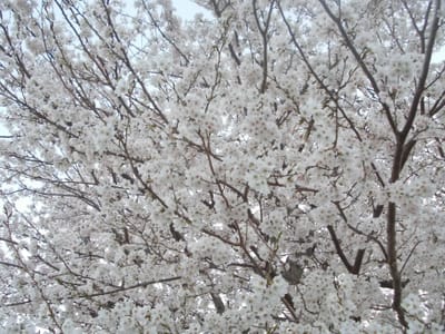 富山の桜