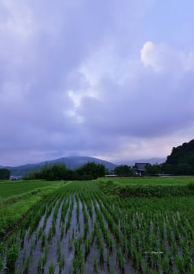 梅雨空と青田
