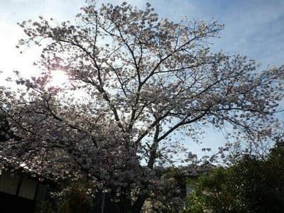 桜と日差し