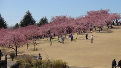 伊勢崎市民公園