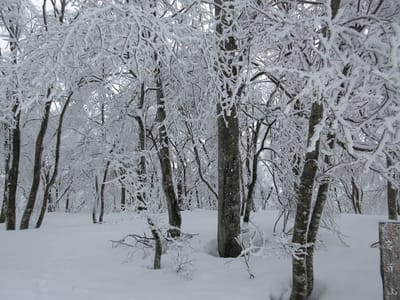 細い枝は、雨氷がついた上に雪がついて、氷コーティングでうなだれている　木はかわいそうだけどきれい
