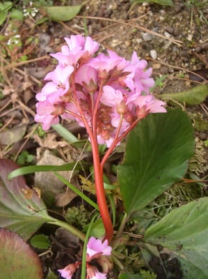 ヒマラヤユキノシタ満開のサイン花茎も伸びました