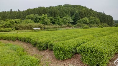 茨城のお茶畑
