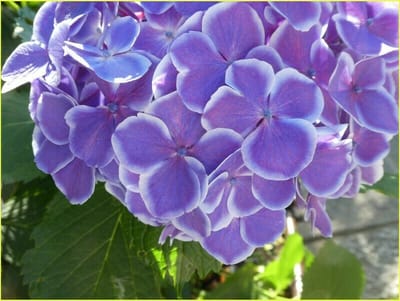 公57　　　　　　(886)珍しい紫陽花