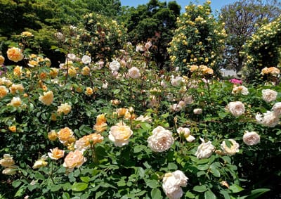 【横浜市】🌹 バラが咲き誇る "港の見える丘公園" 散歩 🌹