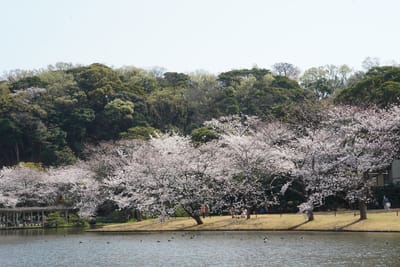 三渓園の桜