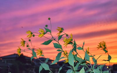 夕焼と黄色い花