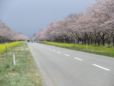 桜　と　菜の花ロード