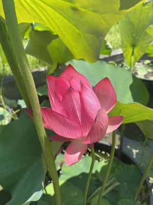 京都府立植物園の蓮の花