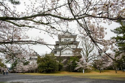 伊賀上野城（三重県）の桜2023_03