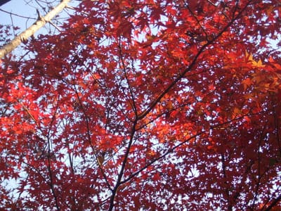 深大寺で紅葉などと新そばを楽しんできました。
