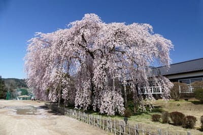 飯田市 杵原学校の枝垂れ桜 350年