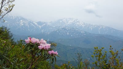 新潟・下権現山頂のアズマシャクナゲと八海山