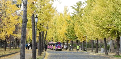 秋色に染まる　大阪城公園　2022.11.27