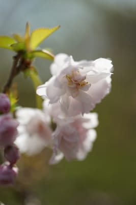 富士桜（ふじざくら）