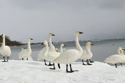 猪苗代湖の白鳥