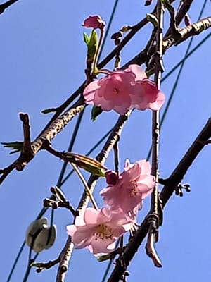 　　🌸　我が家の、"枝垂桜" 開花宣言 !!　🌸