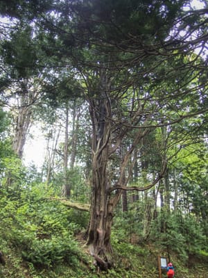 ヒバの大木