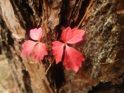 武蔵丘陵森林公園　蔦の紅葉