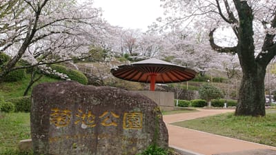 桜 菊地公園 熊本