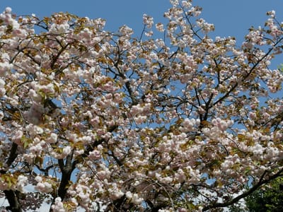 普賢像桜（フゲンゾウザクラ）
