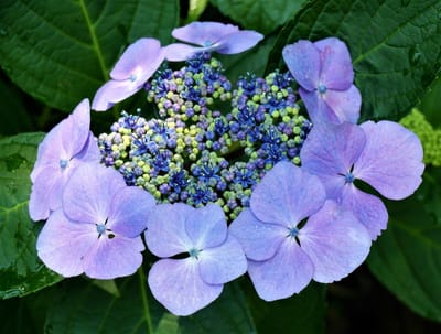 ☔ 梅雨時の三渓園 　 ✿ 紫陽花（アジサイ）✿