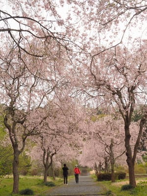 仏生寺の垂れ桜と二輪草