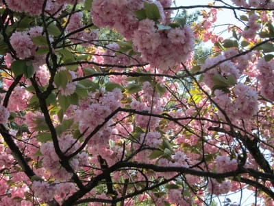 金沢・兼六園の菊桜