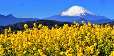 二宮・吾妻山で菜の花見頃 🗻 富士山望むパノラマ絶景🗻