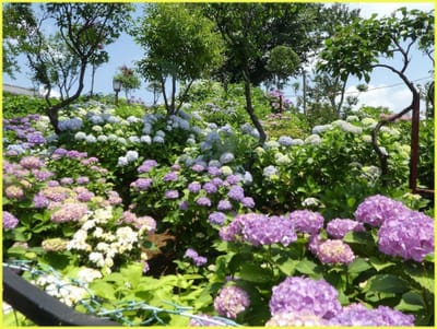白06　　　　　　（316）白山神社の紫陽花
