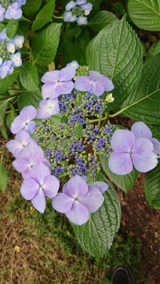 アジサイ　紫陽花