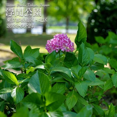 浮間公園　紫陽花