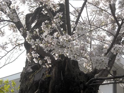 ご近所の桜（2021.03.27）全3枚