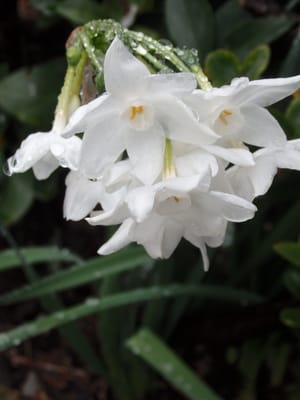雨に濡れた水仙の花