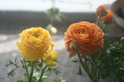 1月のお花たち　ラナンキュラス