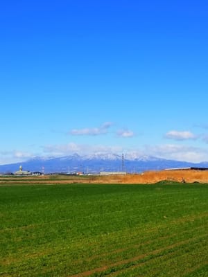 麦畑と雪の赤城山